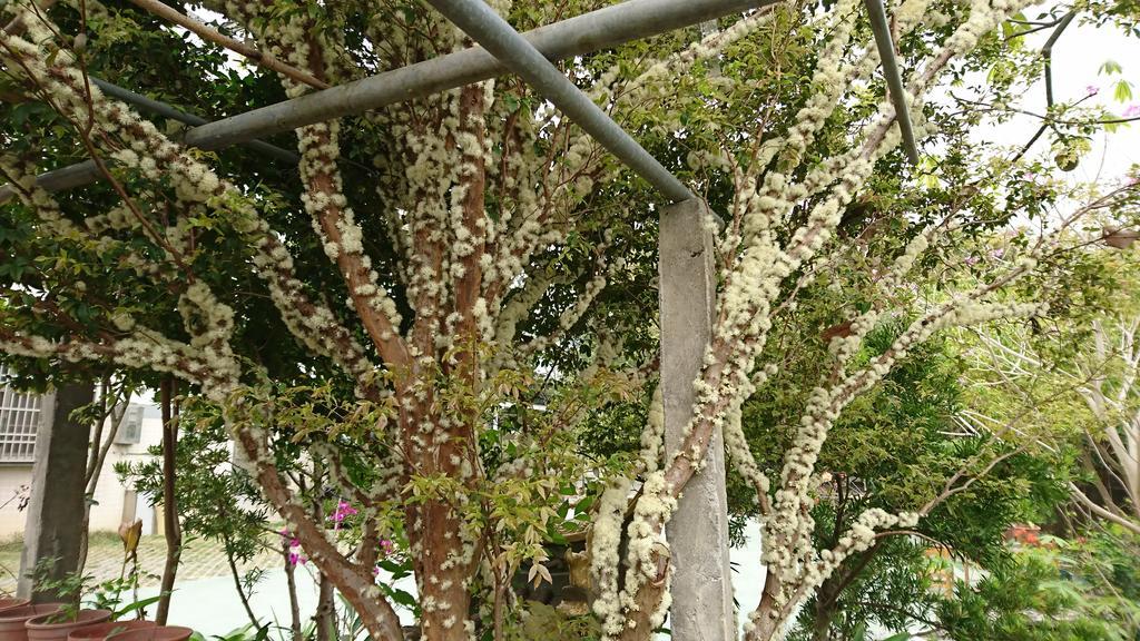 Garden Hostel Minxiong المظهر الخارجي الصورة